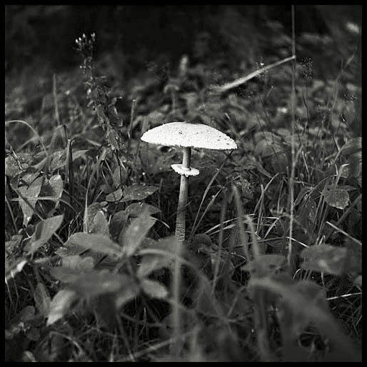 jedna bedla jedl (a parasol mushroom)